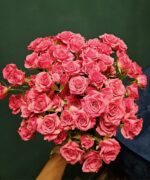 Růže - Obrázek 10